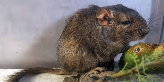 Biodiversidad oculta: Descubren una nueva especie de mamífero en el Parque Nacional Traslasierra