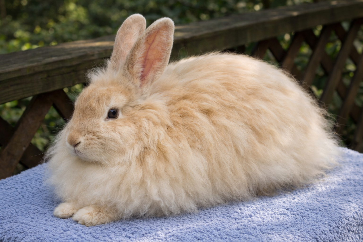 Imagen de Angora Francés