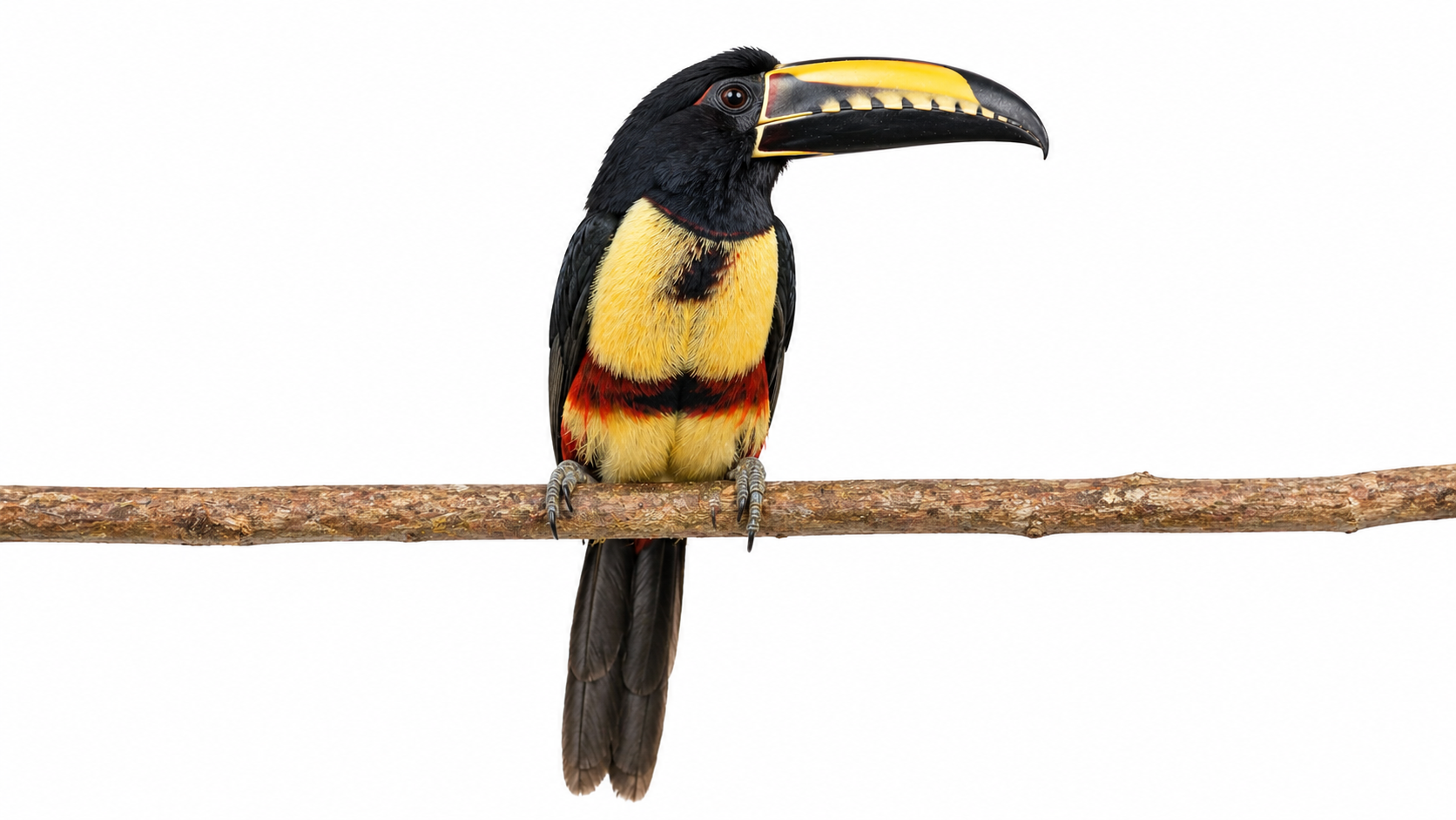 Aracari (Tucancillo)