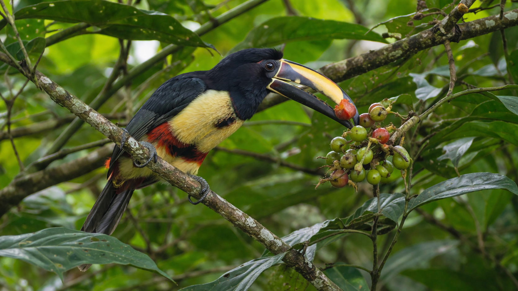 Imagen de Aracari (Tucancillo)