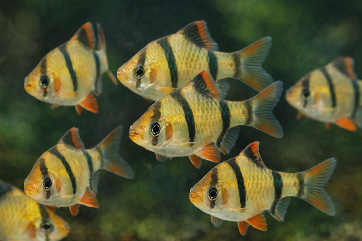 Imagen de Barbo Tigre