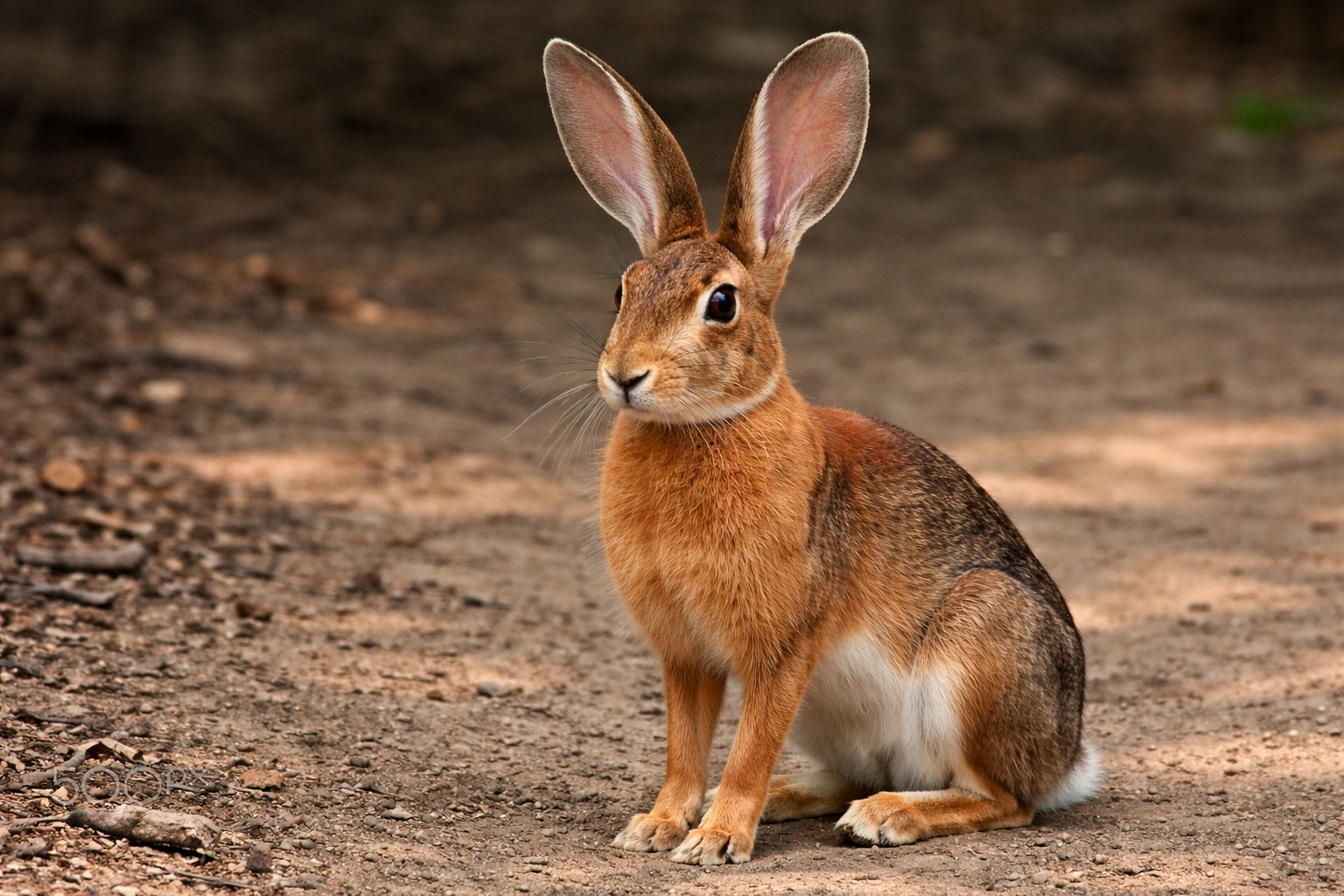 Imagen de Belgian Hare
