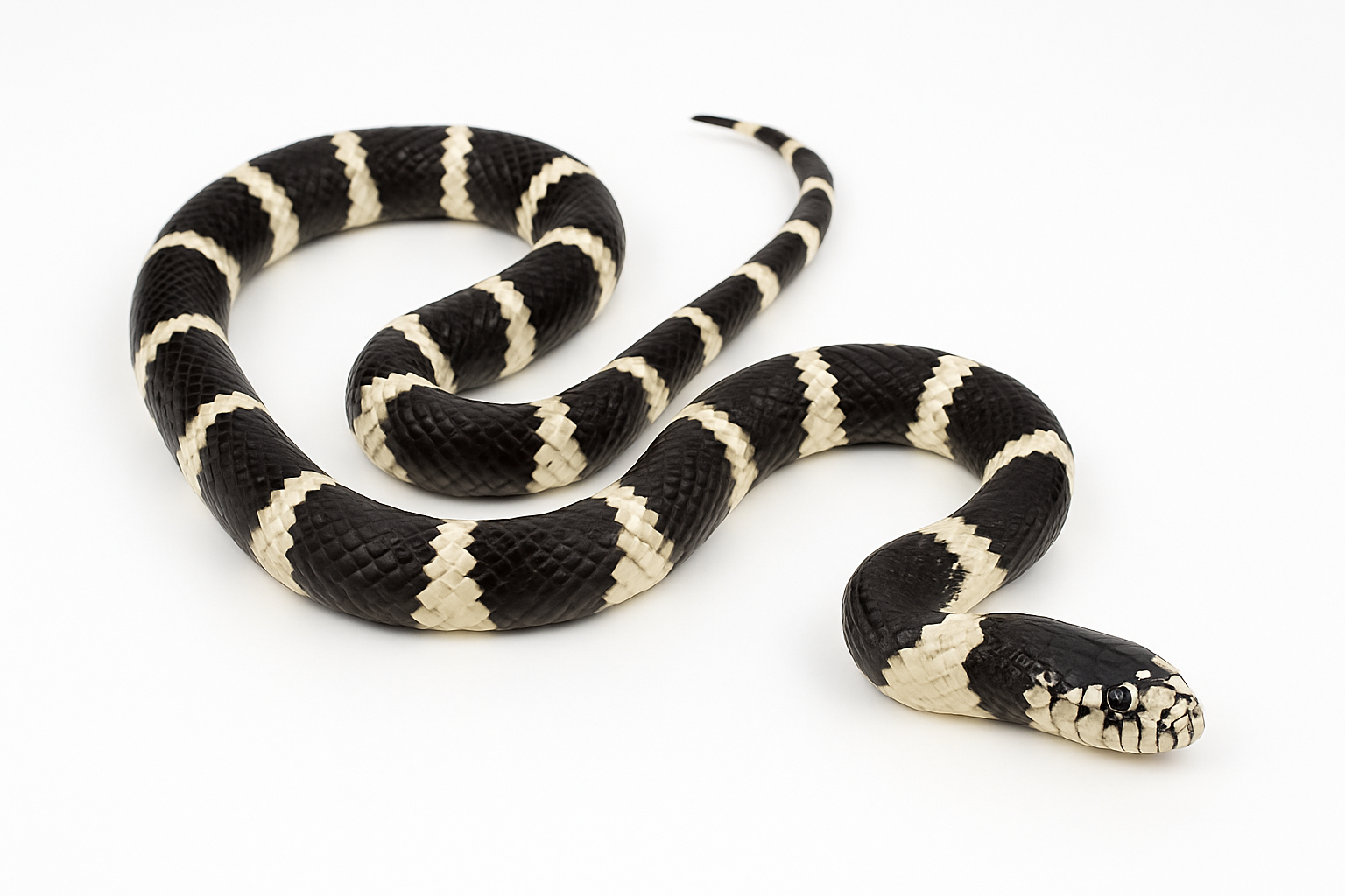 Serpiente Rey de California