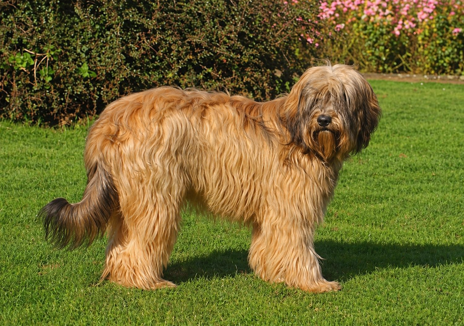 Imagen de Pastor Catalán