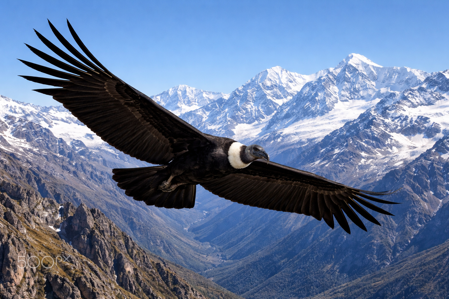 Imagen de Cóndor andino