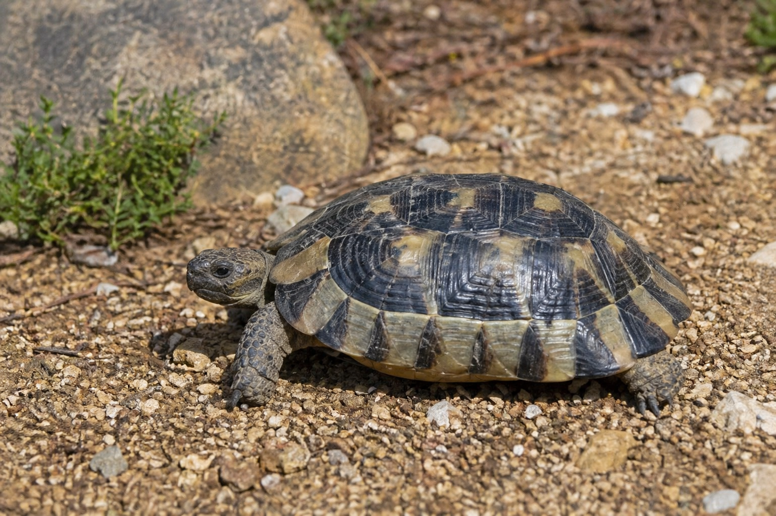 Imagen de Tortuga Marginada