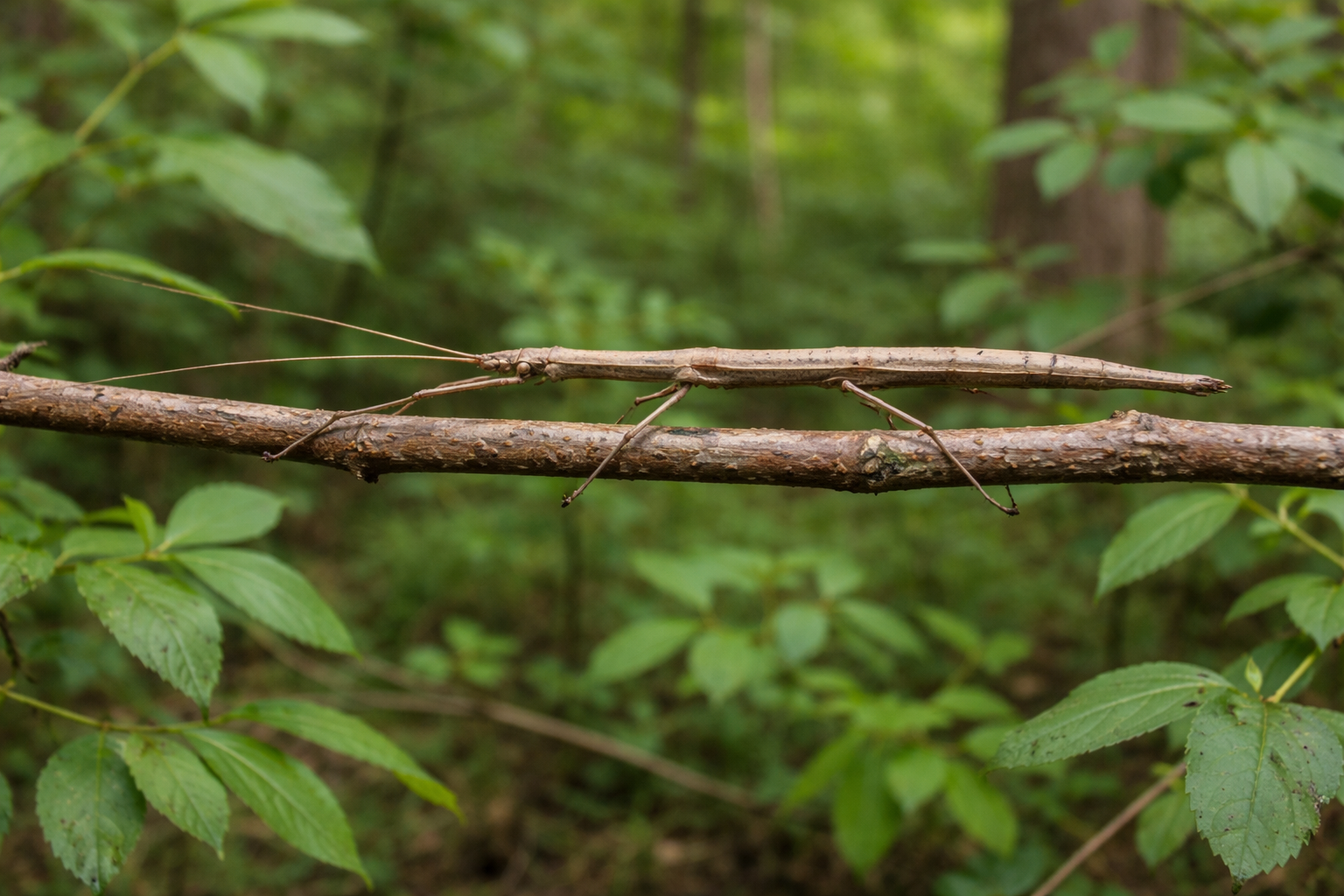 Imagen de Insecto palo