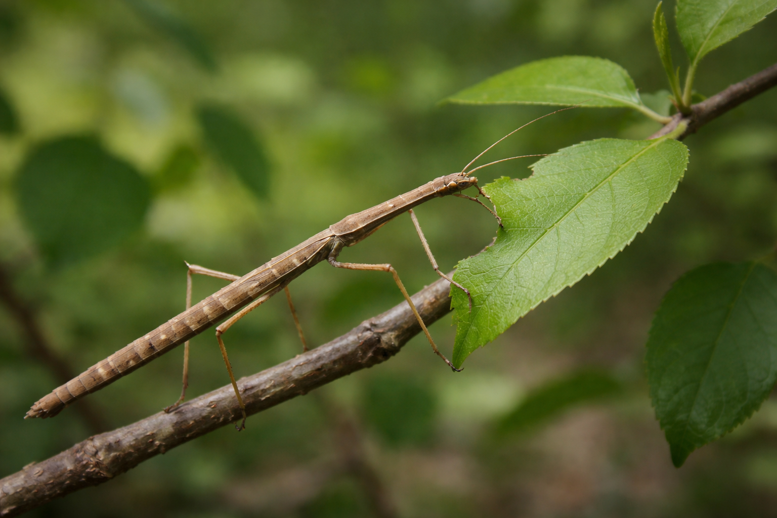 Imagen de Insecto palo