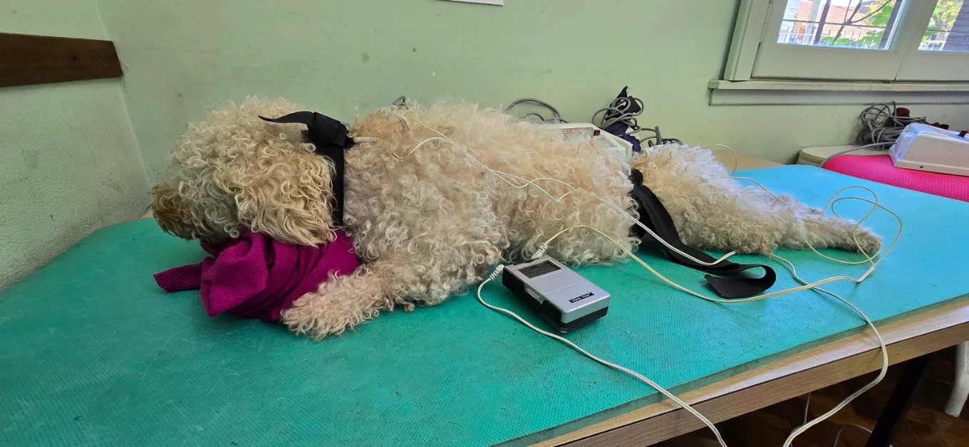 Equivets - Fisioterapia Veterinaria