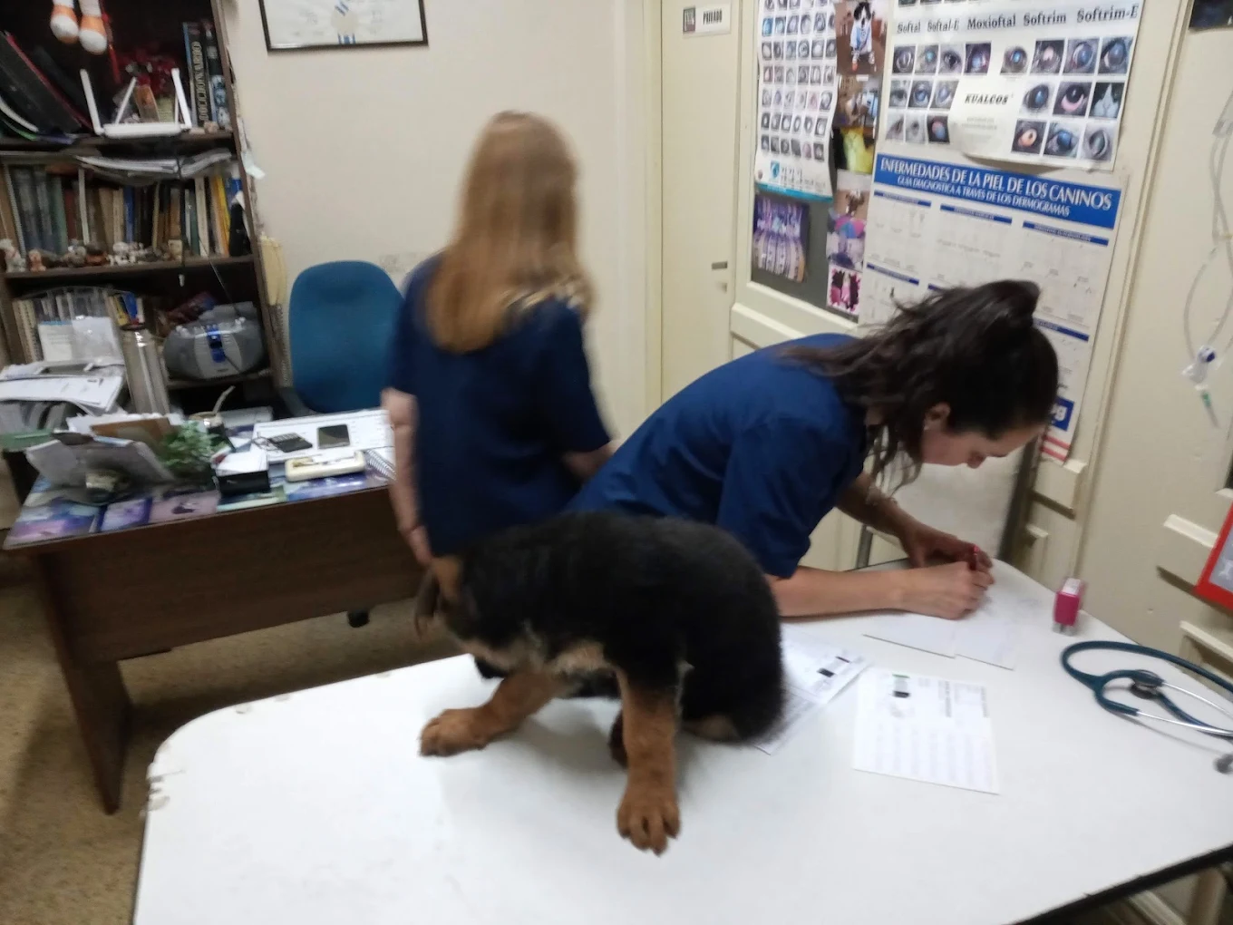 Foto secundaria de Veterinaria Capello